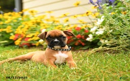 Boxer dogs for sale: Bicayne - Image 5