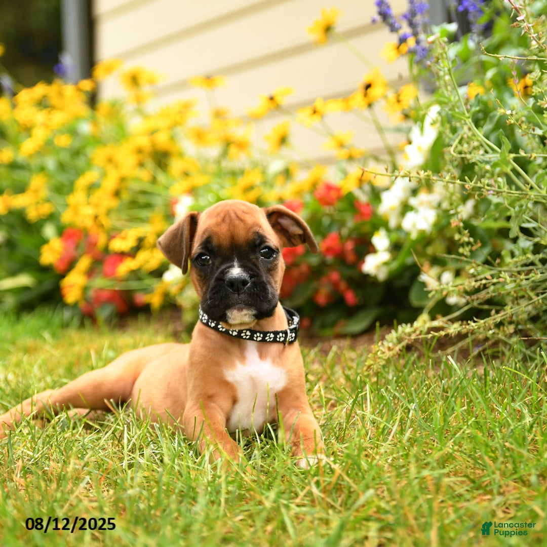 Boxer dogs for sale: Bicayne - Image 5