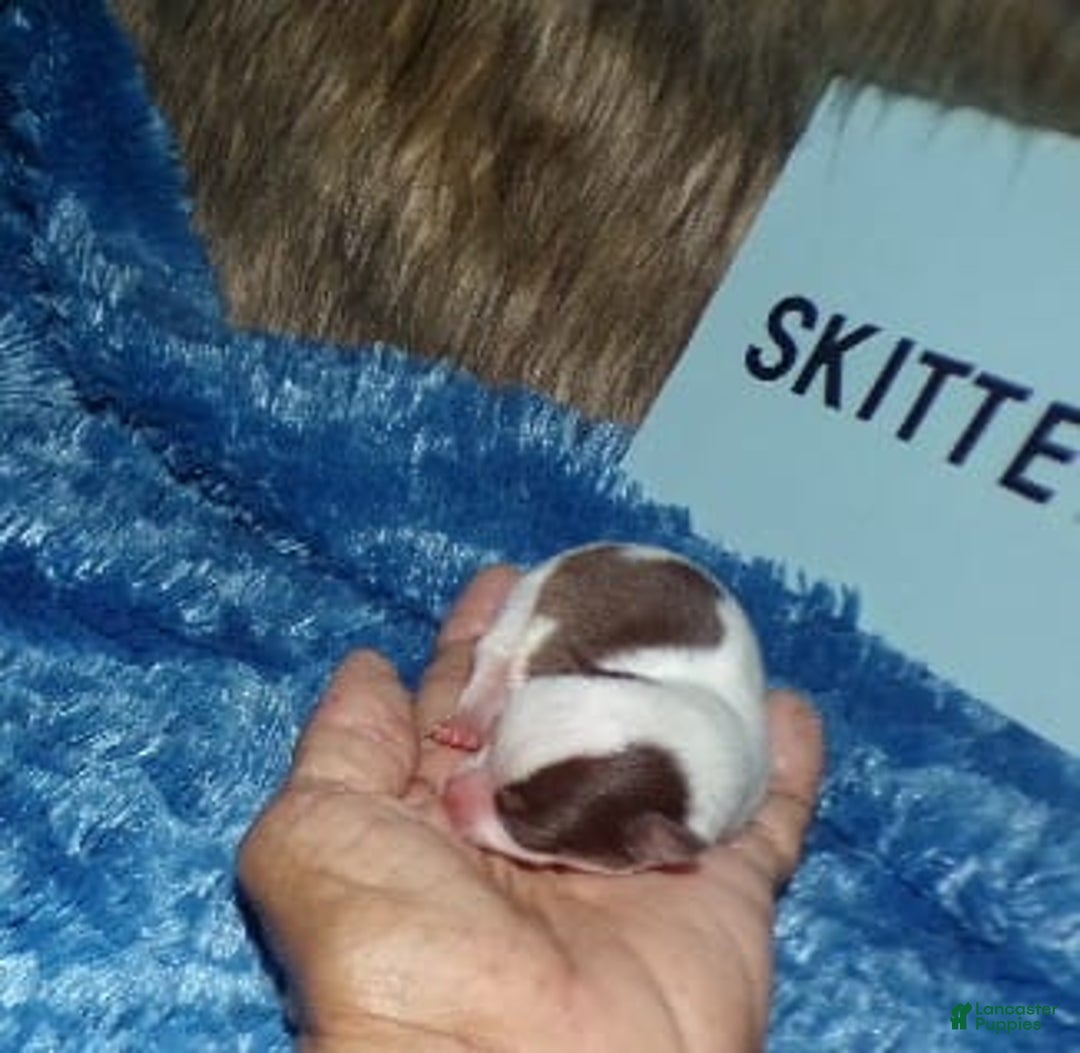 Chihuahua dogs for sale: Teacup Skittles - Image 6