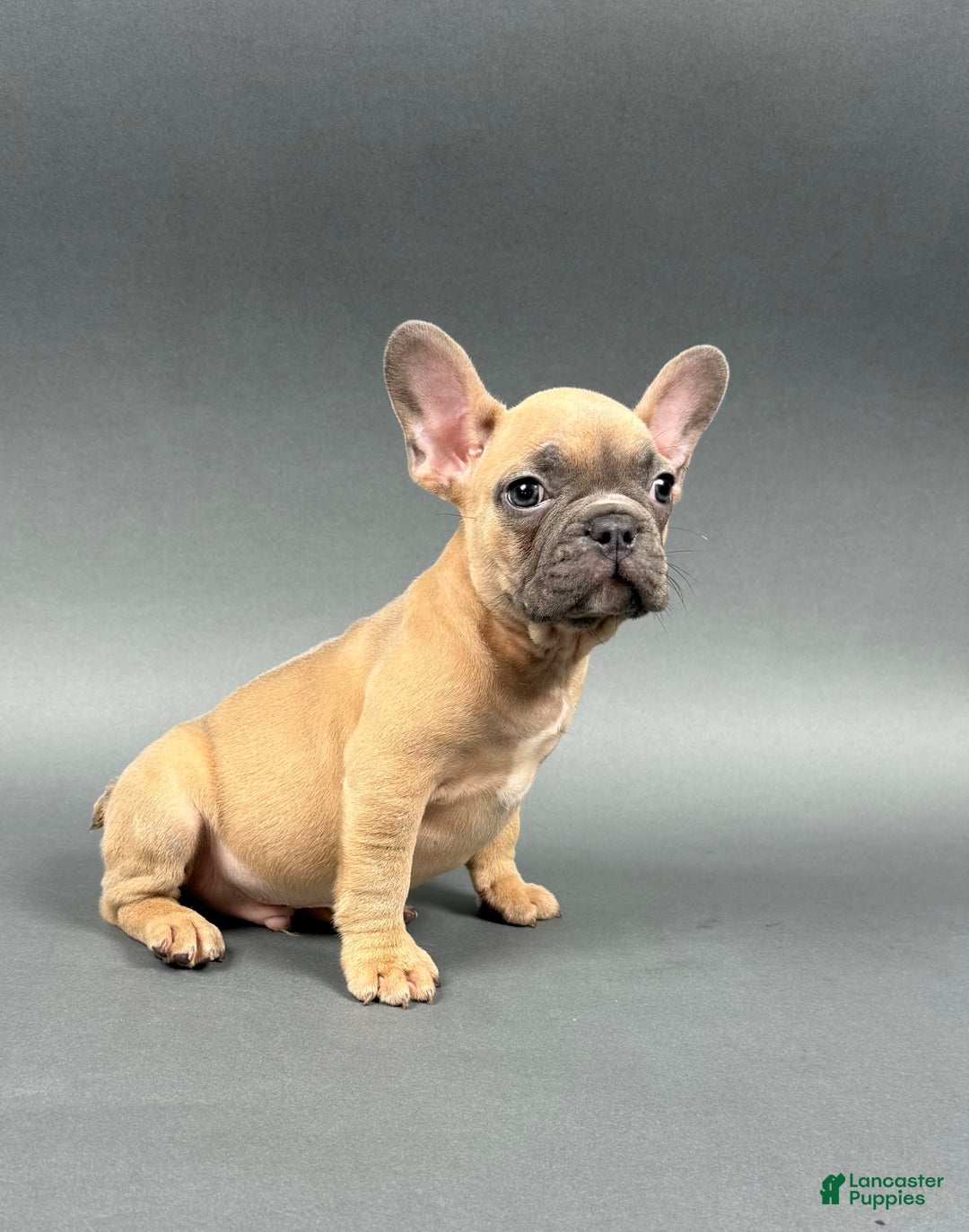 French Bulldog dogs for sale: MILES - Image 2