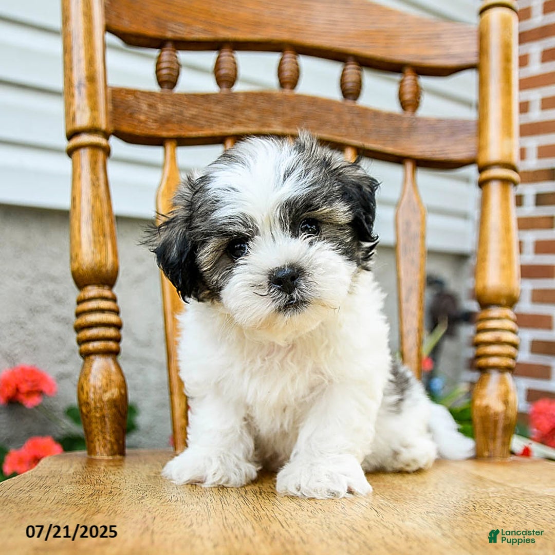 Teddy Bear dogs for sale: Champ - Image 2