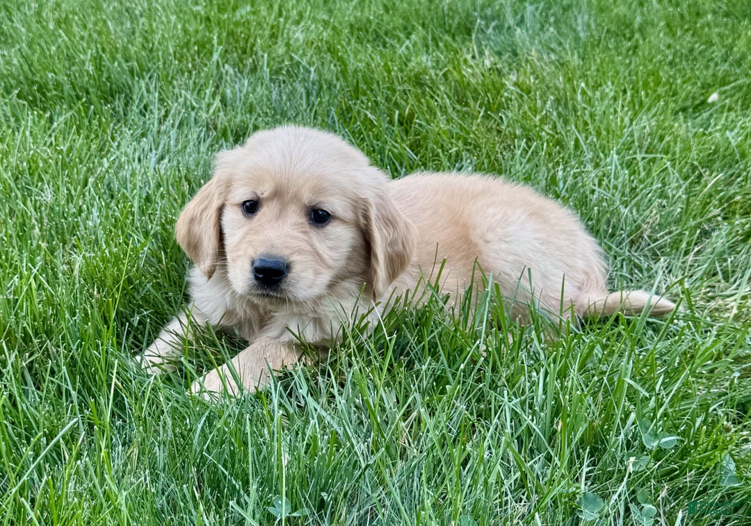 Golden Retriever dogs for sale: Fenn - Image 6
