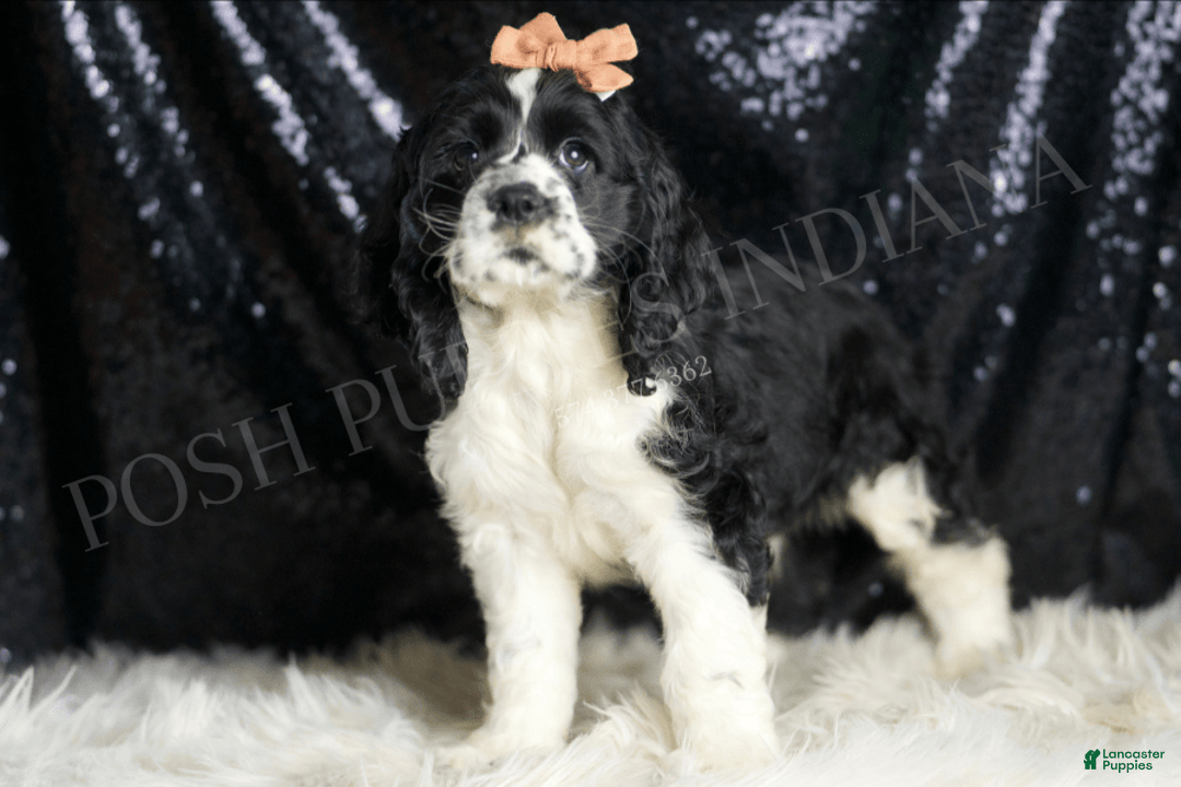 Cocker Spaniel dogs for sale: Lewey - Image 3