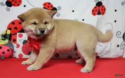 Shiba Inu dogs for sale: Larry - Image 37