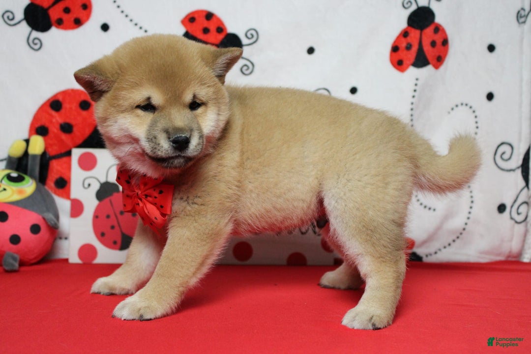 Shiba Inu dogs for sale: Larry - Image 37