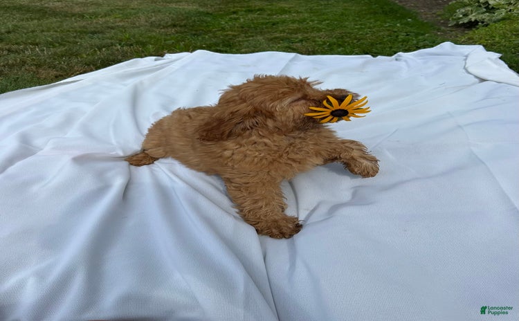 Mini Goldendoodle dogs for sale - Ad 4