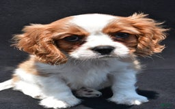 Cavalier King Charles Spaniel dogs for sale: Chase - Image 1