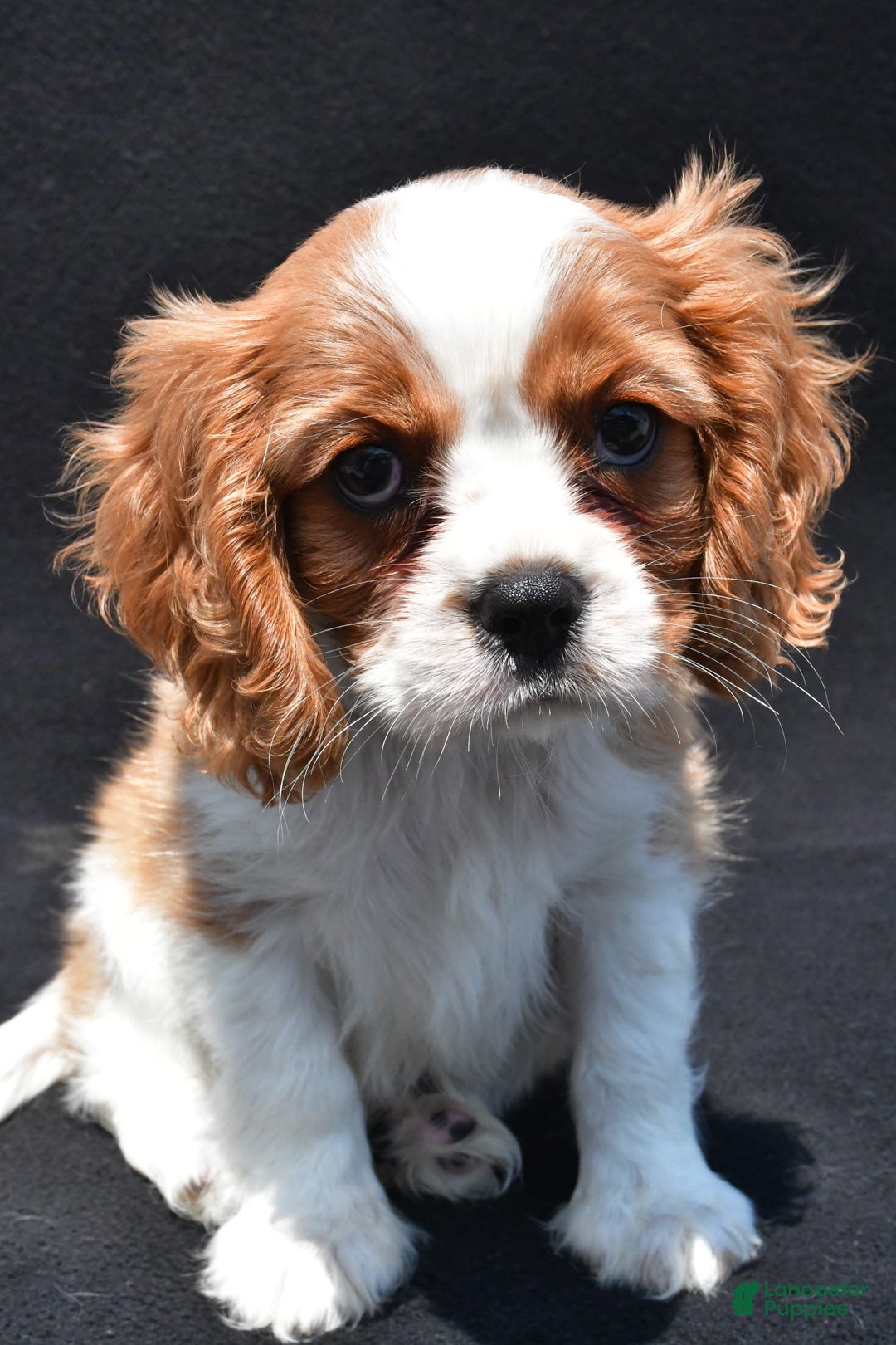 Cavalier King Charles Spaniel dogs for sale: Chase - Image 1