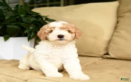 Mini Goldendoodle dogs for sale: Heidi - Image 3