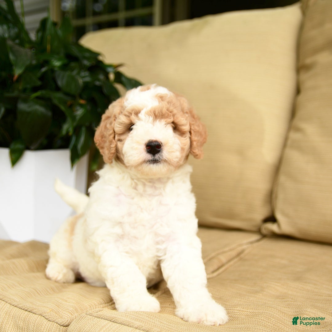 Mini Goldendoodle dogs for sale: Heidi - Image 3