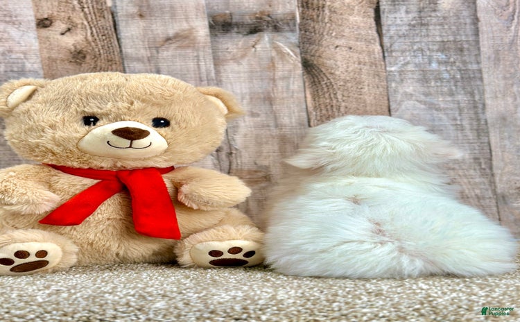 Bichon Frise dogs - Advert 2