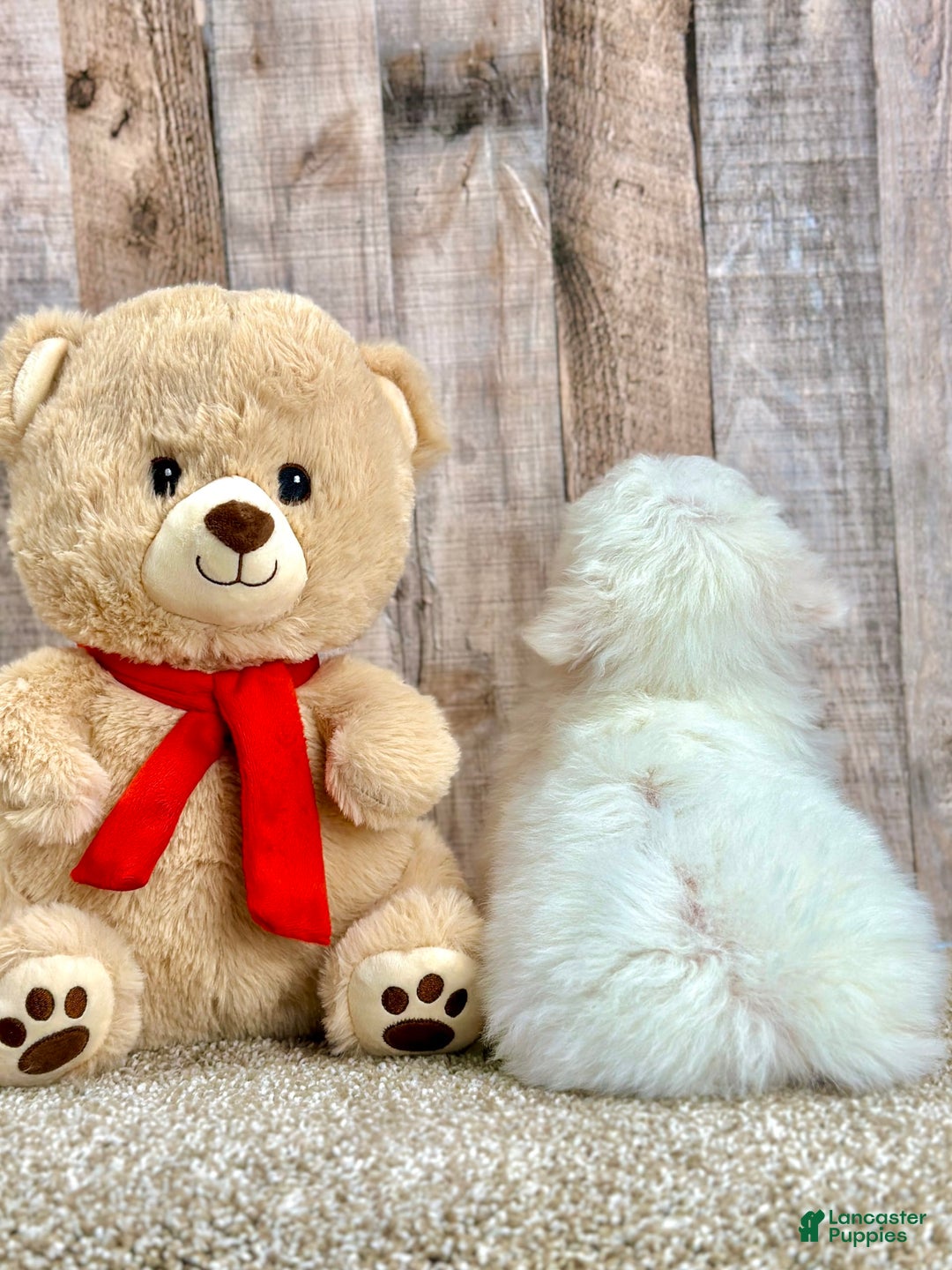 Bichon Frise dogs for sale: Biscuit - Image 2