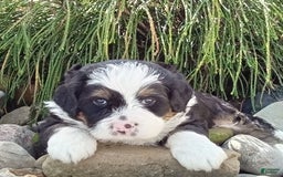 Mini Bernedoodle dogs for sale: Banjo - Image 16