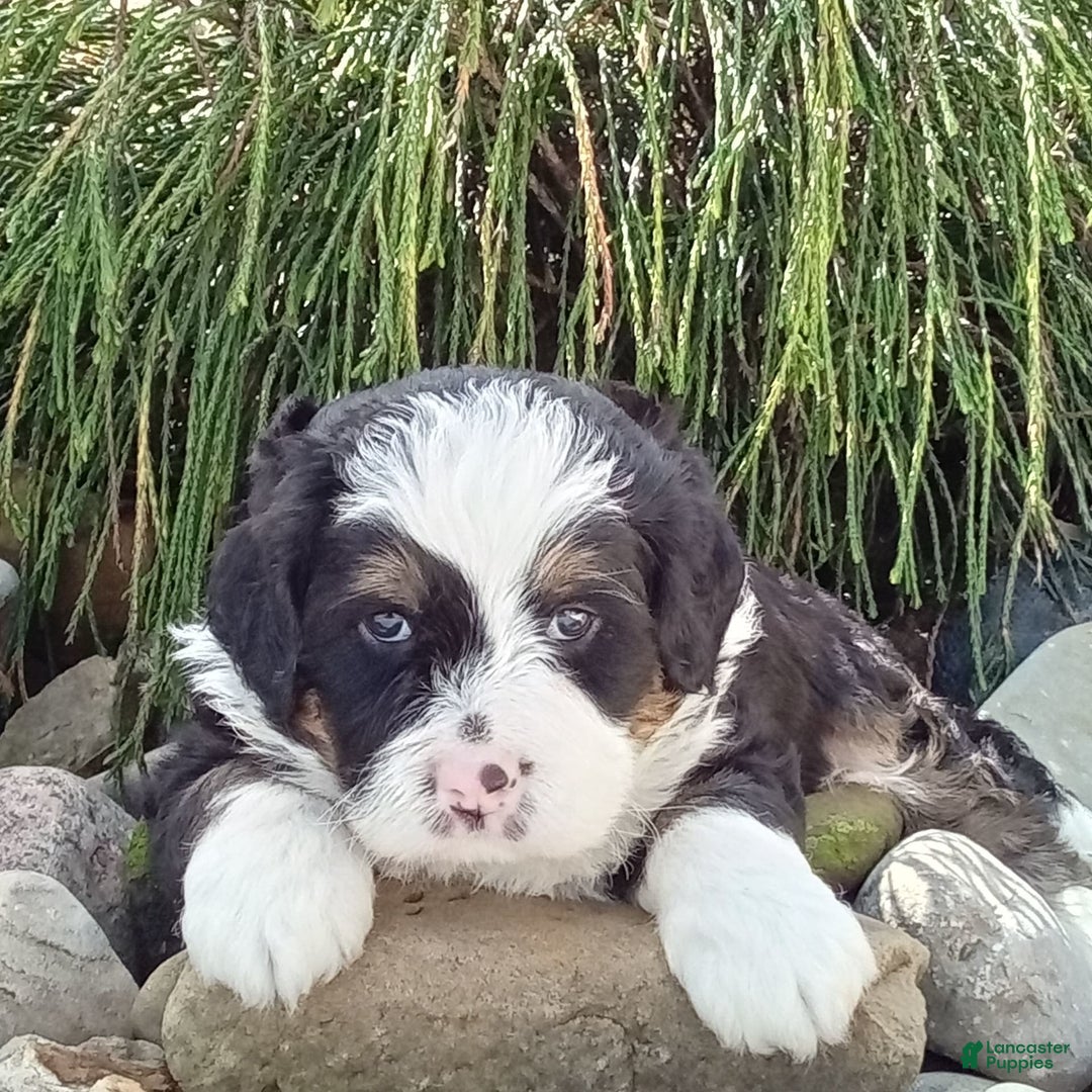 Mini Bernedoodle dogs for sale: Banjo - Image 16