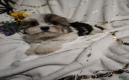 Morkie dogs for sale: Pokey - Image 10