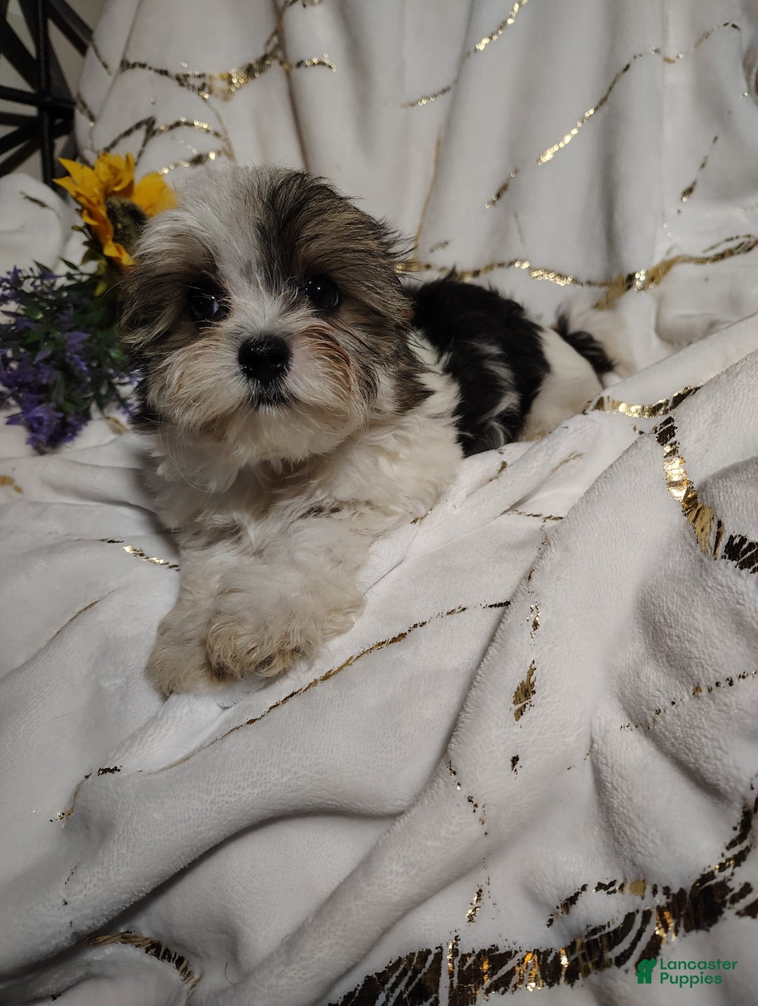 Morkie dogs for sale: Pokey - Image 10