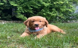 Golden Retriever dogs for sale: Hunter - Image 4