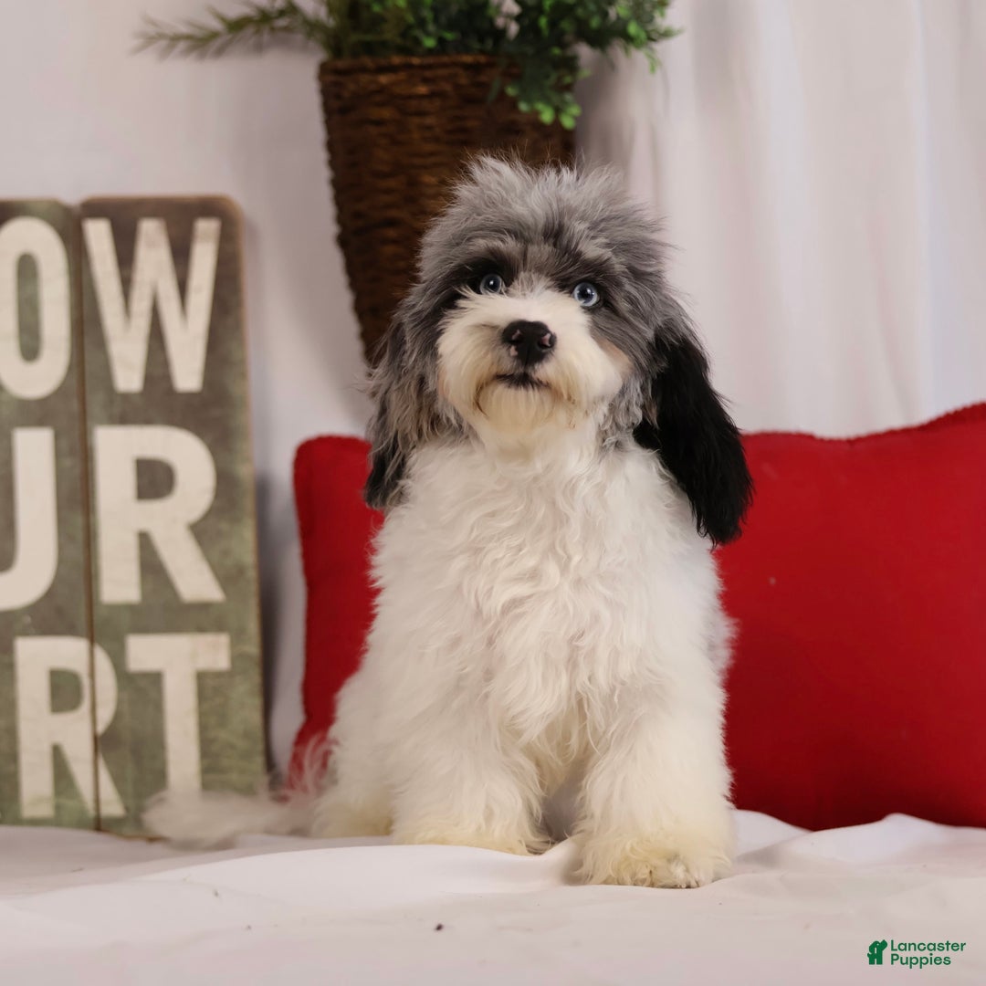 Havapoo dogs for sale: Calvin - Image 5