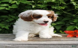 Cavapoo dogs for sale: Louie - Image 4