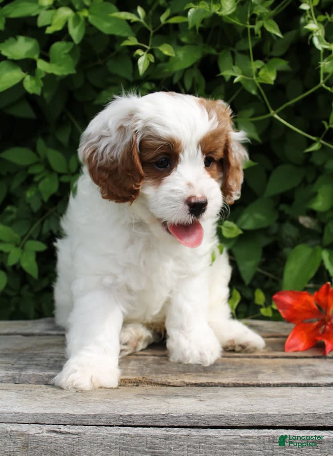 Cavapoo dogs for sale: Louie - Image 4