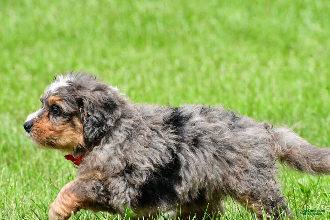 Mini Bernedoodle dogs for sale: Jerry - Image 9