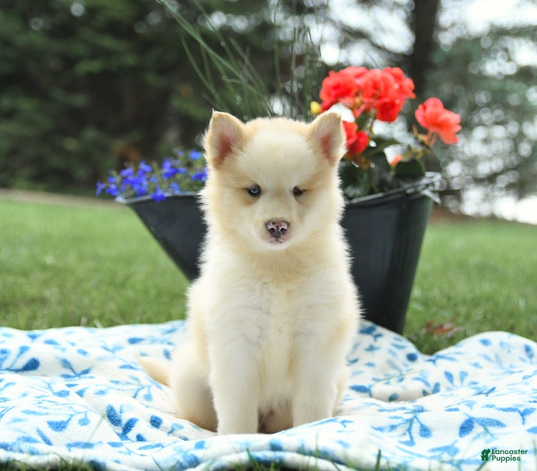 Pomsky dogs for sale: Cream Puff - Image 2