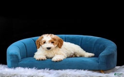 Standard Poodle dogs for sale: Rail - Image 4