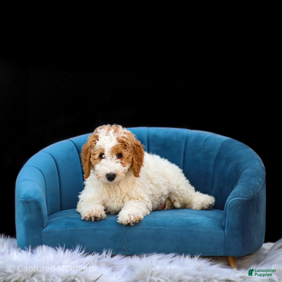 Standard Poodle dogs for sale: Rail - Image 4