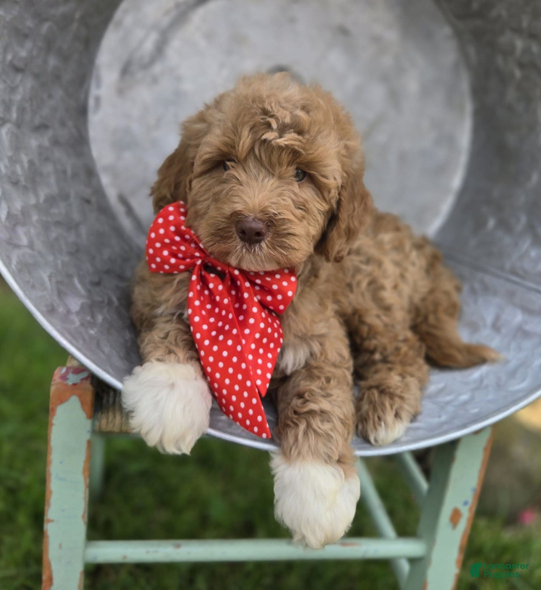 Bernedoodle dogs for sale: Gordan - Image 7