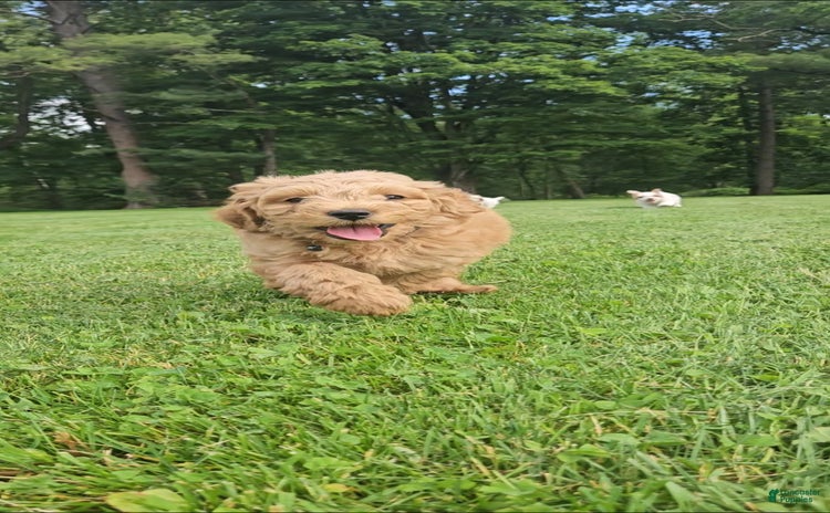 Miniature Poodle dogs for sale - Ad 1