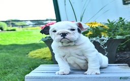 English Bulldog dogs for sale: Tessa - Image 3
