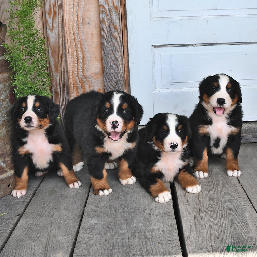 Bernese Mountain Dog dogs for sale: Lael - Listing for pets: Lael, Licia, Vincent, Virgil - Image 3