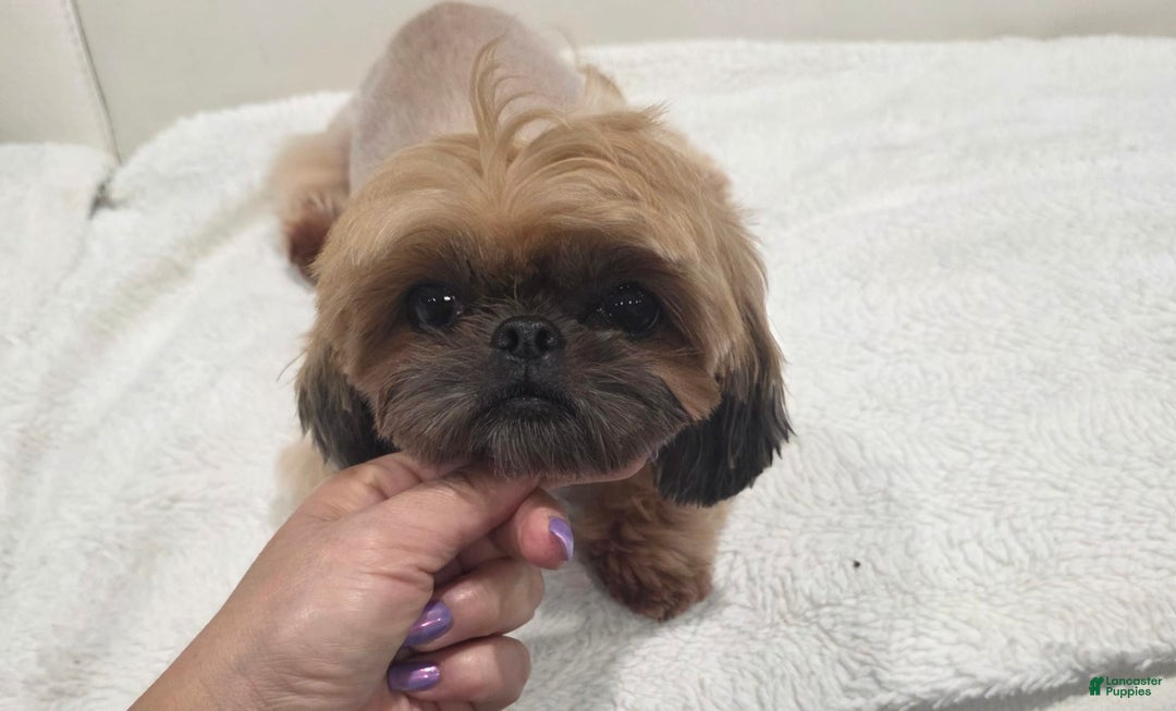 Shih Tzu dogs for sale: Alicent - Image 1