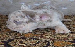 French Bulldog dogs for sale: Xs Rio - Image 4