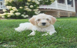 Mini Goldendoodle dogs for sale: Hazel - Image 3