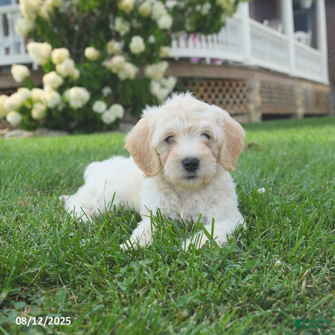 Mini Goldendoodle dogs for sale: Hazel - Image 3