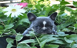 French Bulldog dogs for sale: Marjorie - Image 5