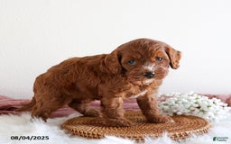 Cavapoo dogs for sale: Emma - Image 2