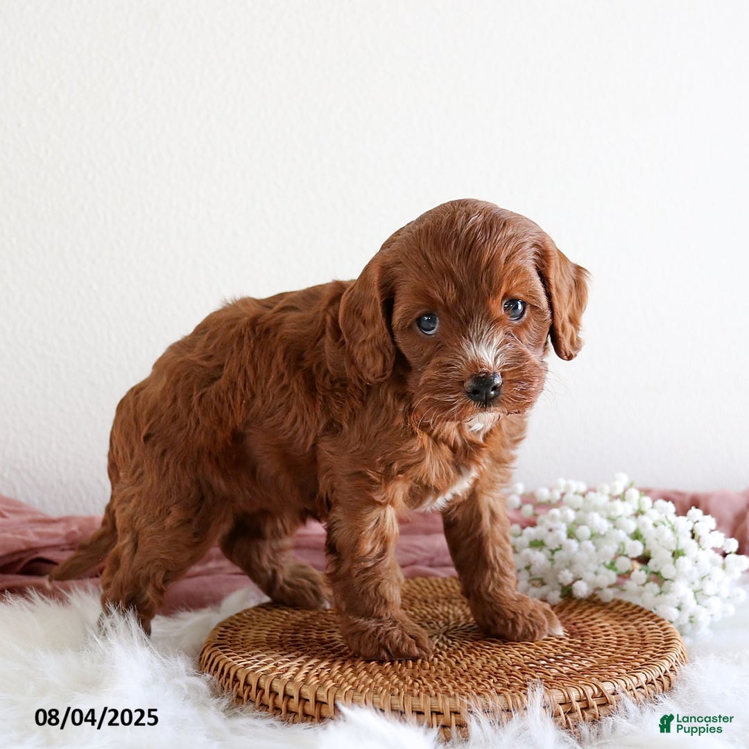 Cavapoo dogs for sale: Emma - Image 2