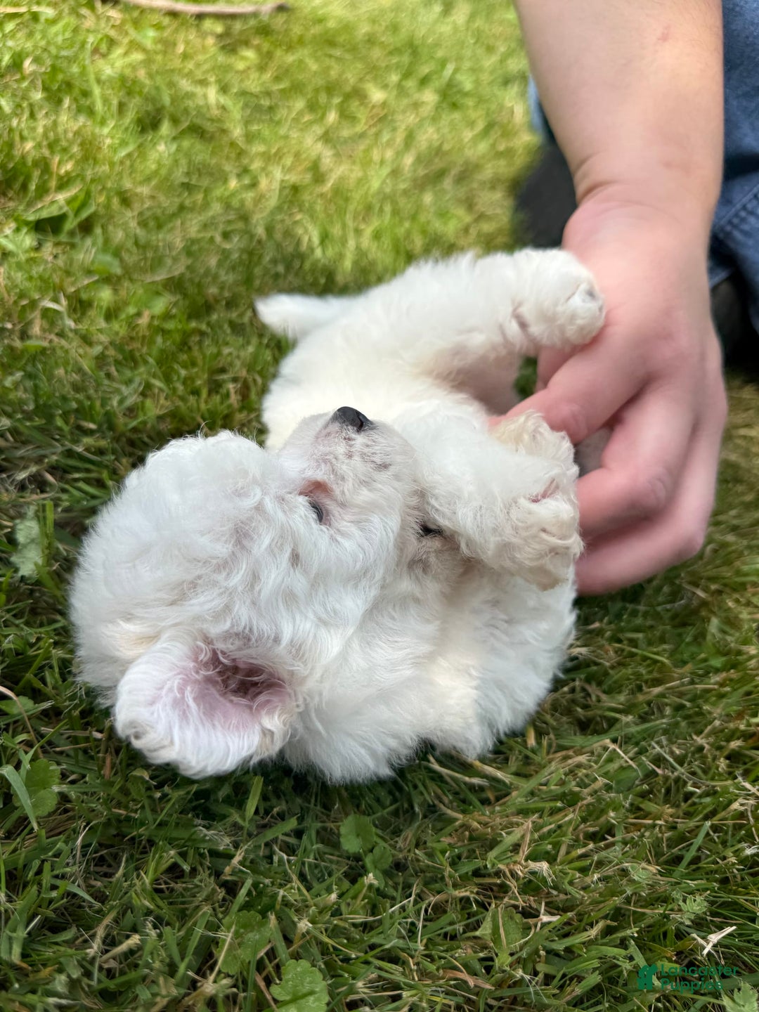 Bichon Frise dogs for sale: Little Princess - Listing for pets: Little Princess, Prince - Image 5