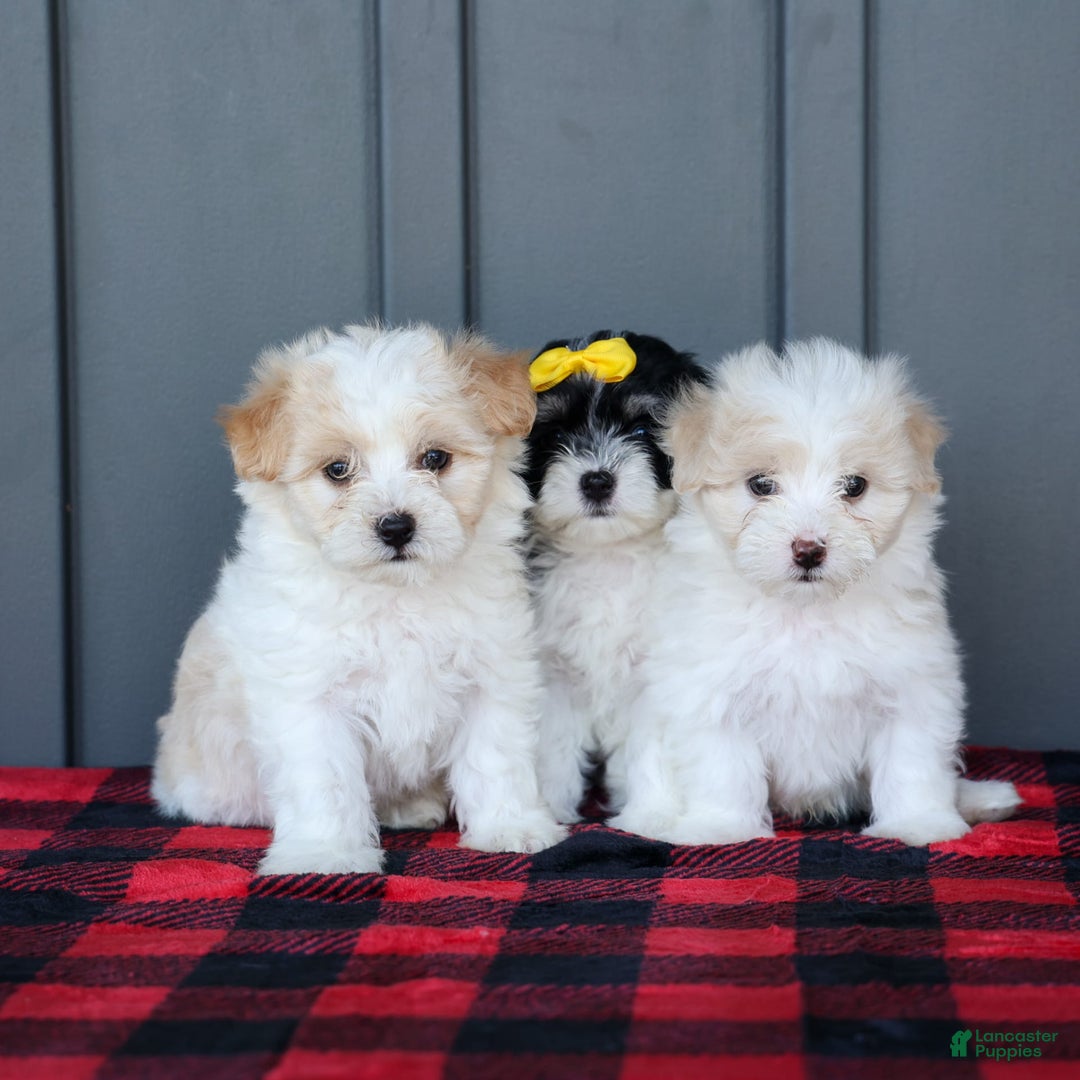 Maltipoo dogs for sale: Rubble - Image 15
