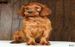 Irish Setter dogs for sale: Milo - Image 8