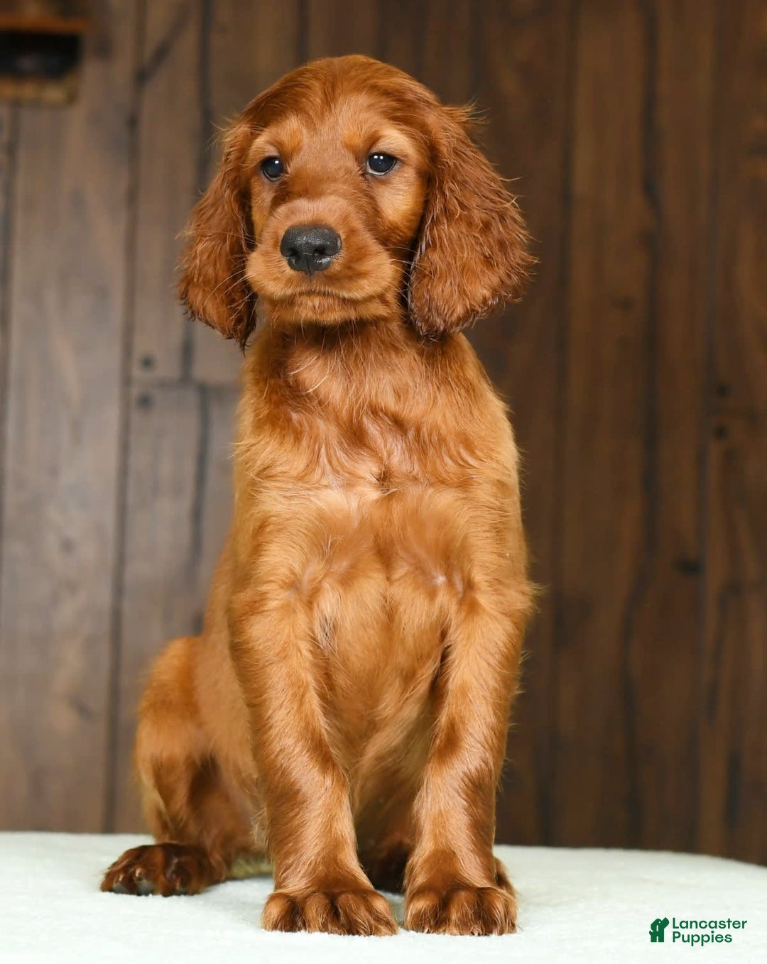 Irish Setter dogs for sale: Milo - Image 8