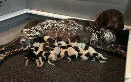 German Shorthaired Pointer dogs for sale: Hunter - Image 9
