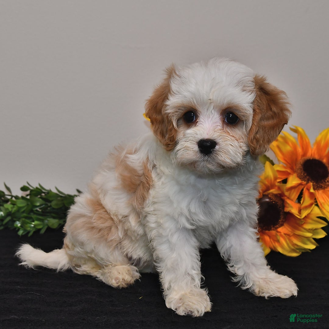 Cavapoo dogs for sale: Jade - Image 1