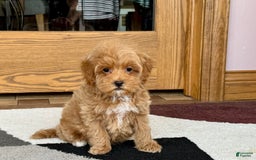Maltipoo dogs for sale: Tanner - Image 2
