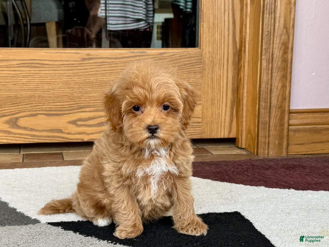 Maltipoo dogs for sale: Tanner - Image 2