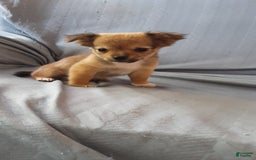 Chihuahua dogs for sale: Rosco - Image 4