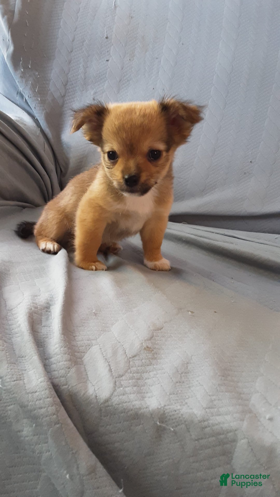 Chihuahua dogs for sale: Rosco - Image 4