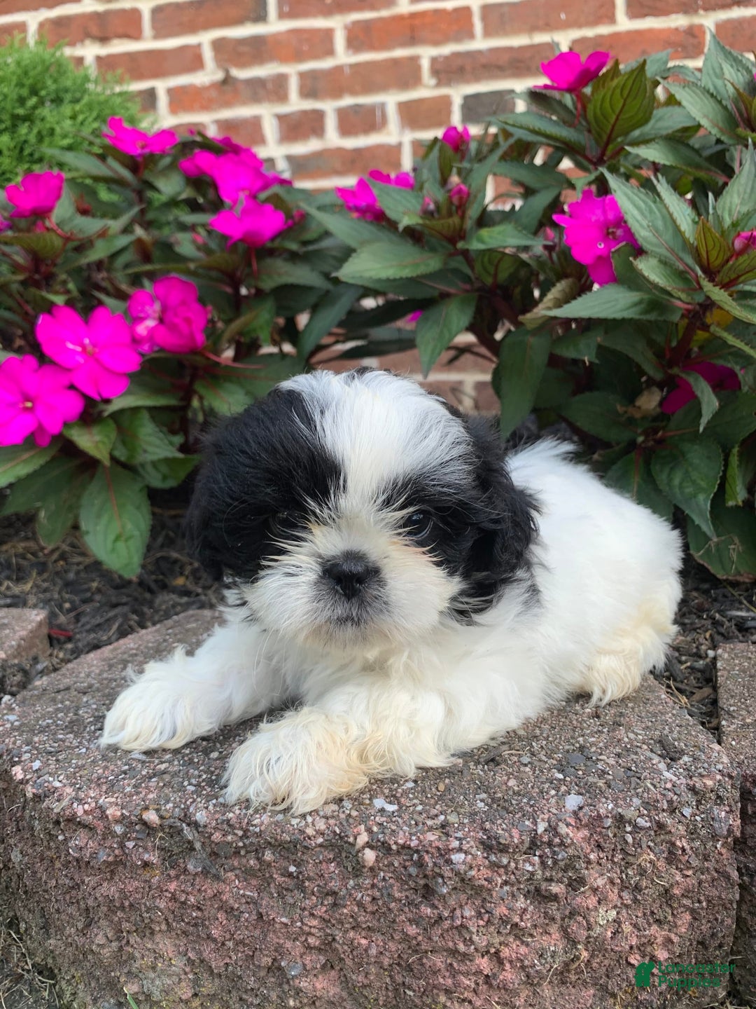 Shih Tzu dogs for sale: Olivia - Image 3